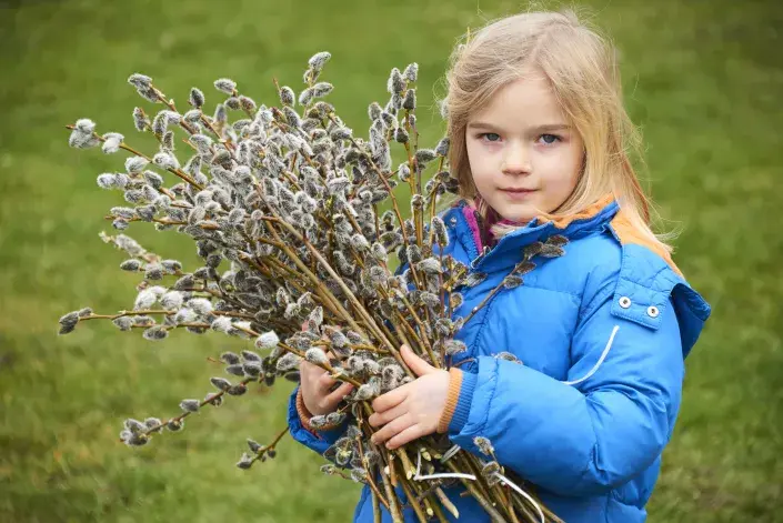 Na jaře kvetoucí vrba jíva Na jaře kvetoucí vrba jíva