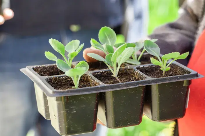 Sazenice zeleniny Sazenice zeleniny