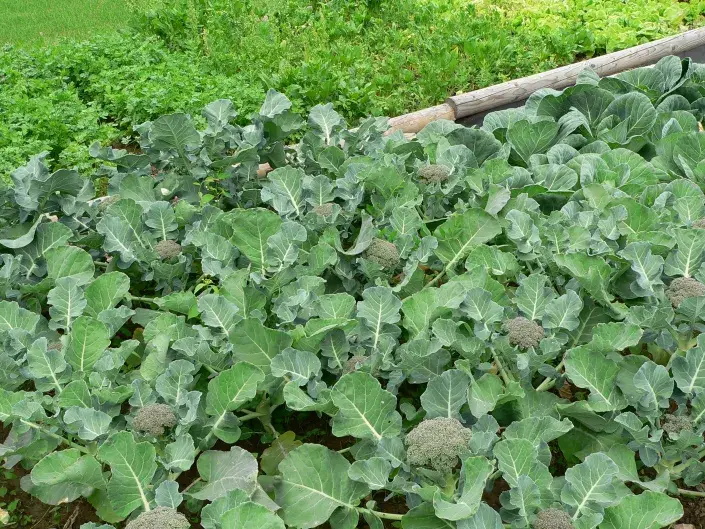 Brokolice je zdravá zelenina. Brokolice je zdravá zelenina.