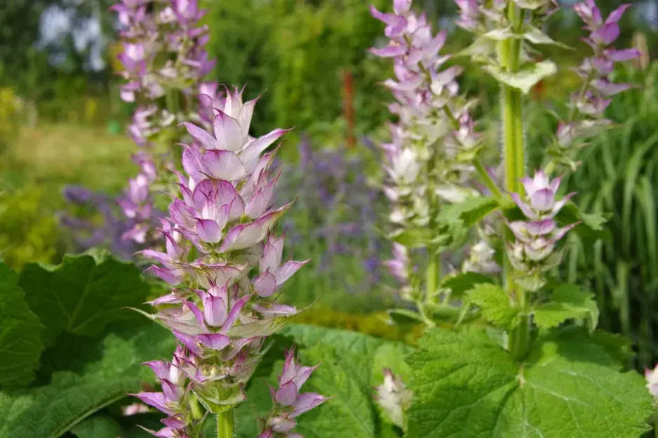 Šalvěj muškátová (Salvia sclarea) Šalvěj muškátová (Salvia sclarea)
