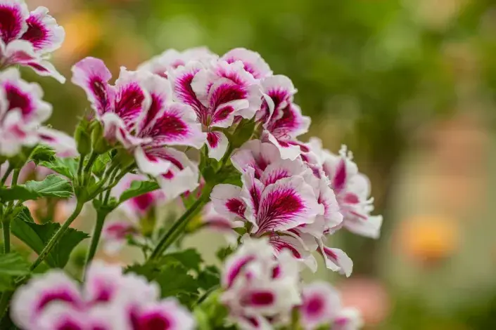 Pelargonium crispum Pelargonium crispum