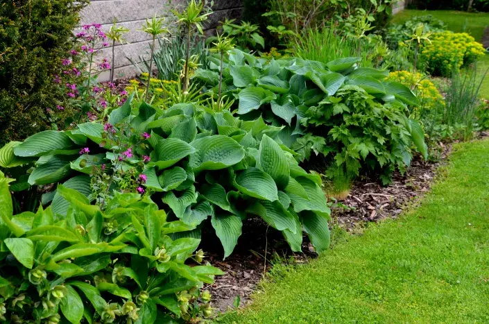 trvalkový záhon trvalkový záhon