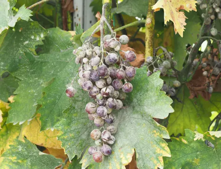 Padlí na vinné révě je nebezpečná choroba, která ohrožuje úrodu Padlí na vinné révě je nebezpečná choroba, která ohrožuje úrodu