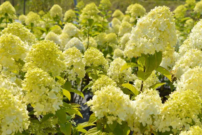 Hortenzie latnatá Hortenzie latnatá