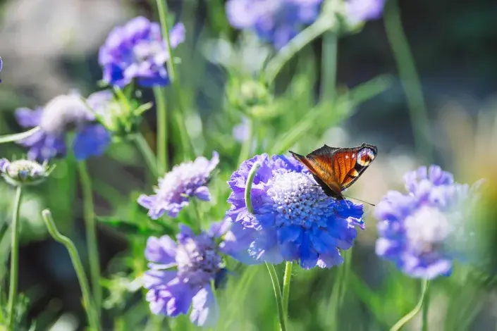 Hlaváč patří mezi suchomilné rostliny Hlaváč patří mezi suchomilné rostliny