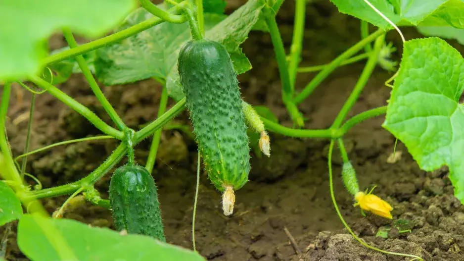 Okurky nakladačky právě dozrávají, nedělejte zbytečné chyby, které vás oberou o bohatou úrodu Okurky nakladačky právě dozrávají, nedělejte zbytečné chyby, které vás oberou o bohatou úrodu