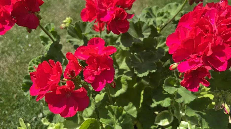 Letní množení muškátů se vyplatí Letní množení muškátů se vyplatí