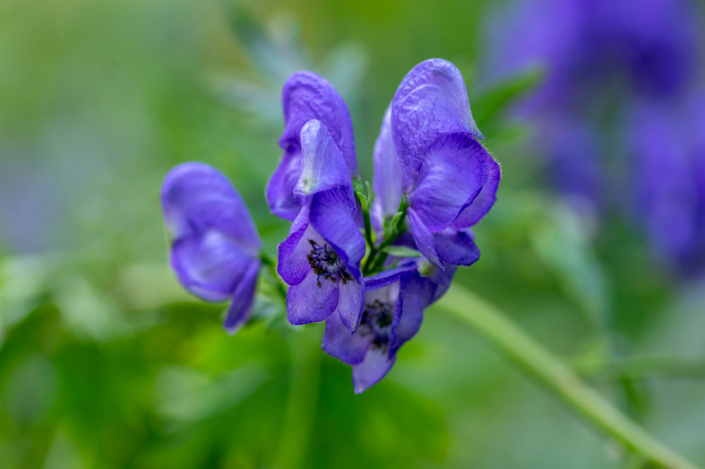 Oměj šalamounek (Aconitum plicatum)