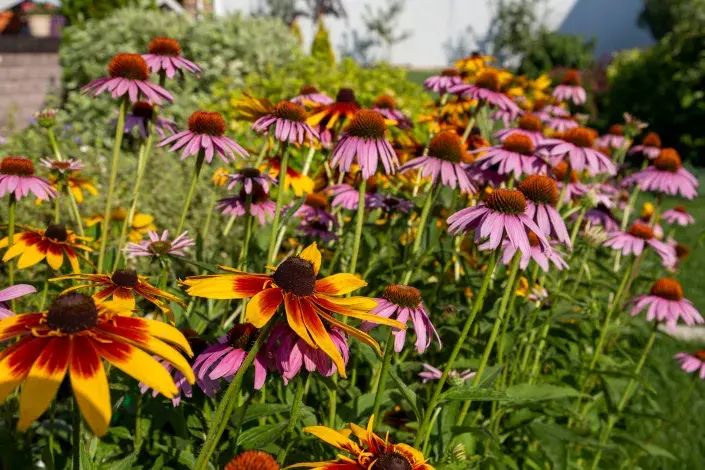 Třapatky a třapatkovky Třapatky a třapatkovky