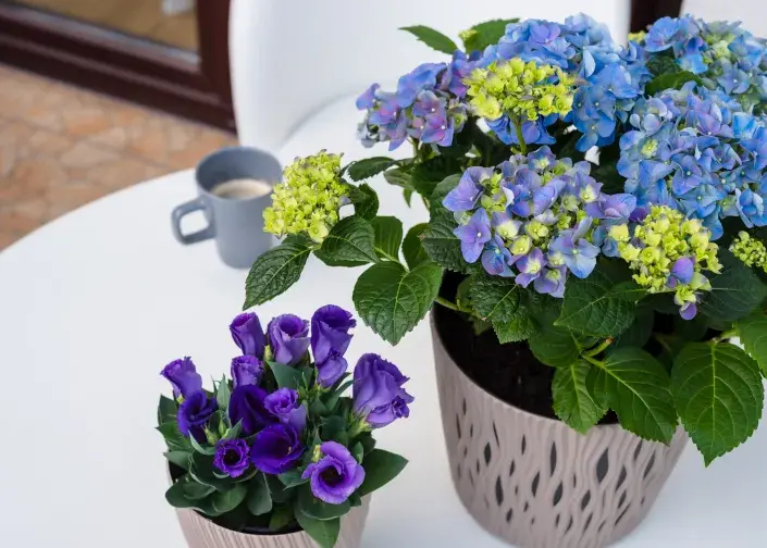 Hortenzie jako pokojová rostlina Hortenzie jako pokojová rostlina