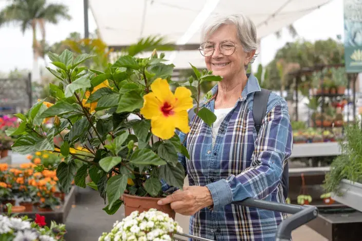 Ibišky patří k oblíbeným keřům Ibišky patří k oblíbeným keřům