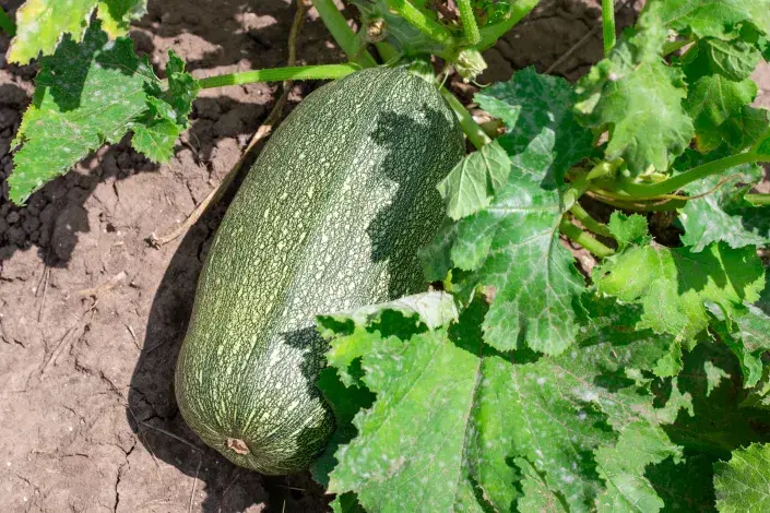 Přerostlá cuketa Přerostlá cuketa