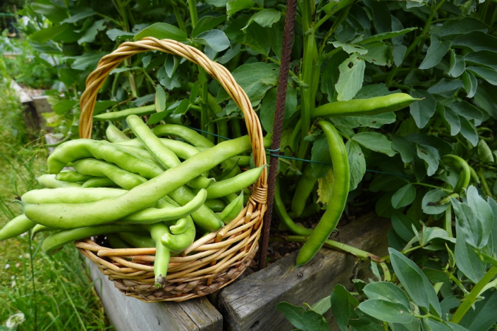 Bob obecný (Vicia faba) 