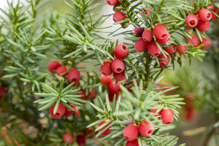 Taxus baccata