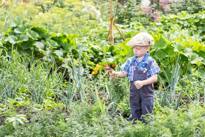 pěstování zeleniny pěstování zeleniny
