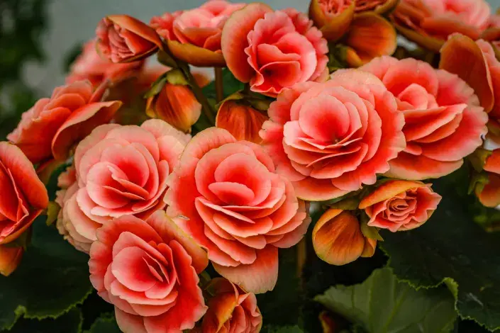 Begonie (Begonia elatior) Begonie (Begonia elatior)