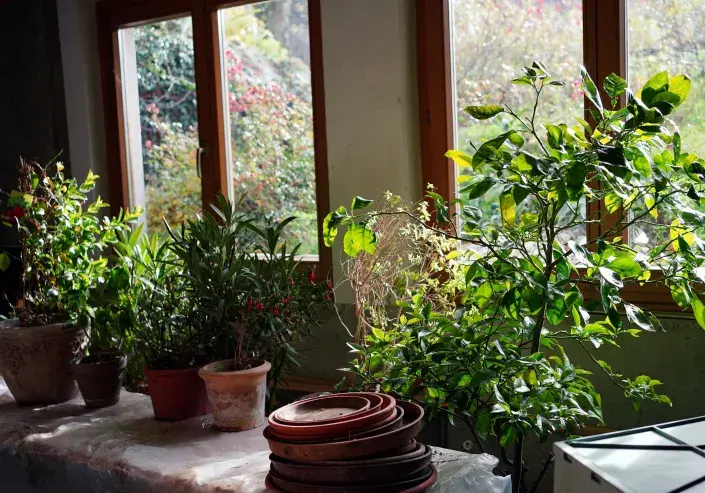 přenosné rostliny zima přenosné rostliny zima