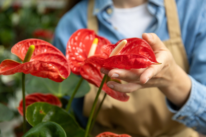 Anturie, toulitka (Anthurium) 