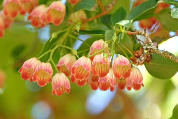 Datyně zvonkovitá (Enkianthus campanulatus)