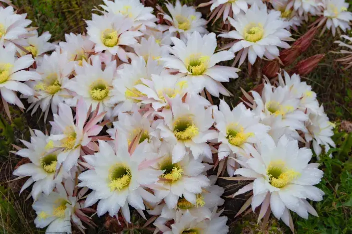 Královna noci Královna noci