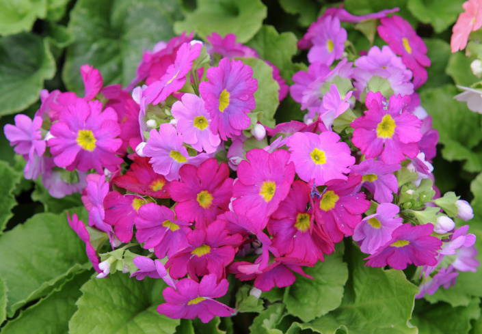 Prvosenka nálevkovitá (Primula obconica)