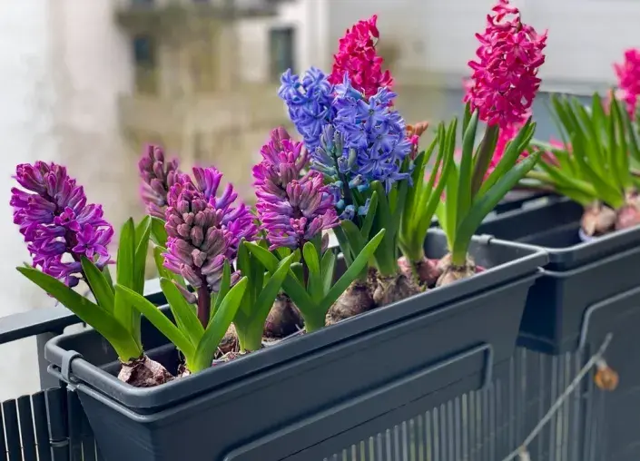 cibuloviny cibuloviny