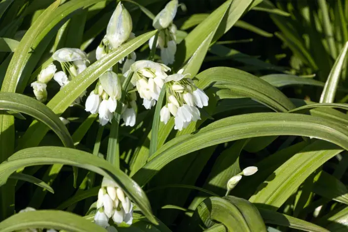 Česnek podivný (Allium paradoxum) Česnek podivný (Allium paradoxum)