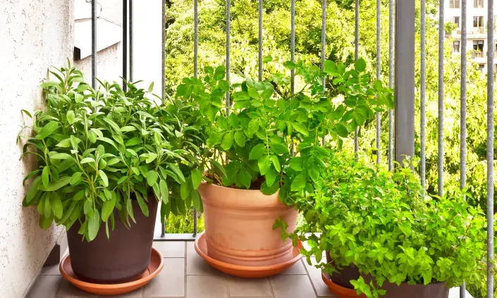 brambory balkon brambory balkon