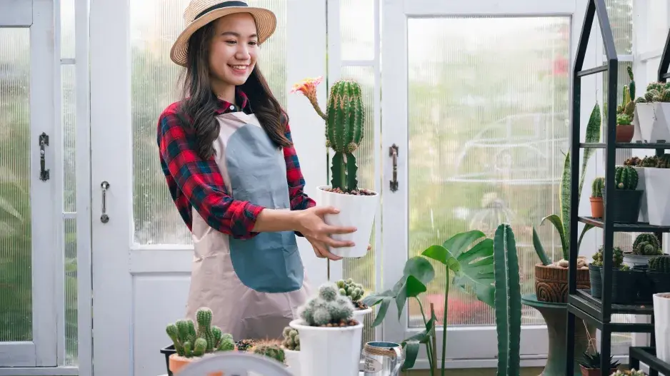 Pěstování kvetoucích kaktusů Pěstování kvetoucích kaktusů