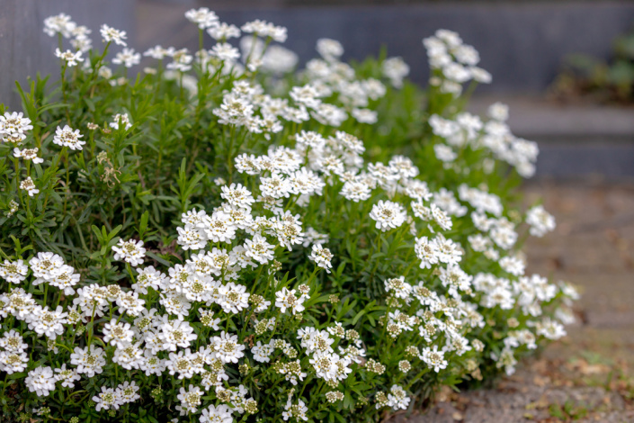 Iberka vždyzelená (Iberis sempervirens)  Iberka vždyzelená (Iberis sempervirens)