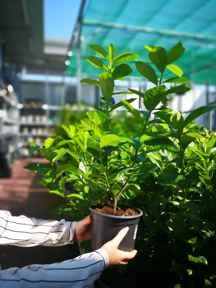 nákup nových sazenic nákup nových sazenic