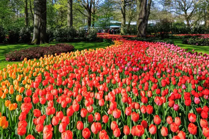 Nejkrásnější zahrady Evropy: Park Keukenhof Nejkrásnější zahrady Evropy: Park Keukenhof