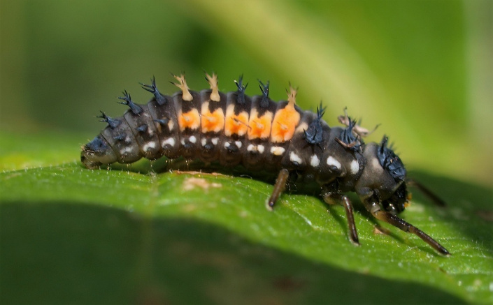 Larva berušky  Larva berušky