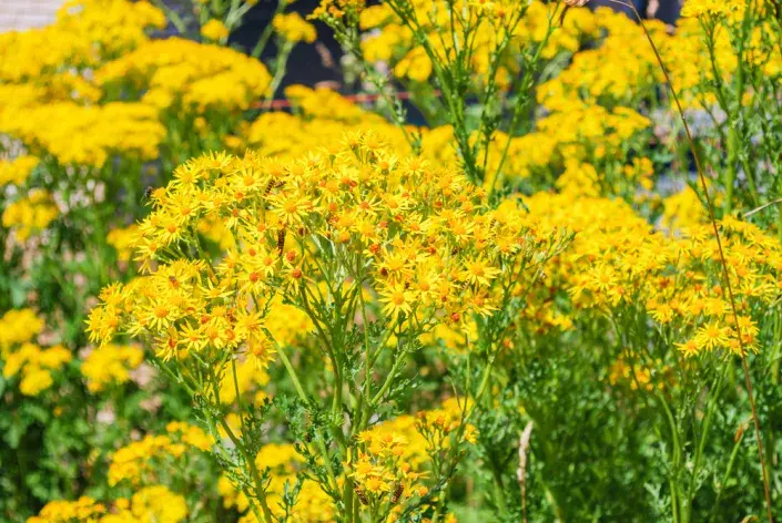 Starček úzkolistý (Senecio inaequidens) Starček úzkolistý (Senecio inaequidens)