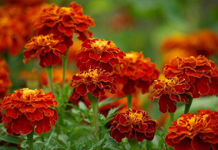 Afrikán neboli aksamitník rozkladitý (Tagetes patula)  Afrikán neboli aksamitník rozkladitý (Tagetes patula)