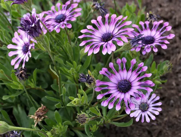 Kapská kopretina neboli osteospermum Kapská kopretina neboli osteospermum