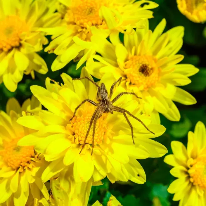 Pavouk na rostlině Pavouk na rostlině