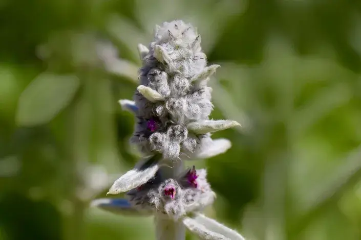 Čistec vlnatý Čistec vlnatý