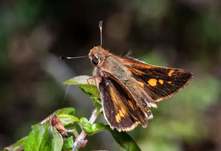 Obaleč jablečný  Obaleč jablečný