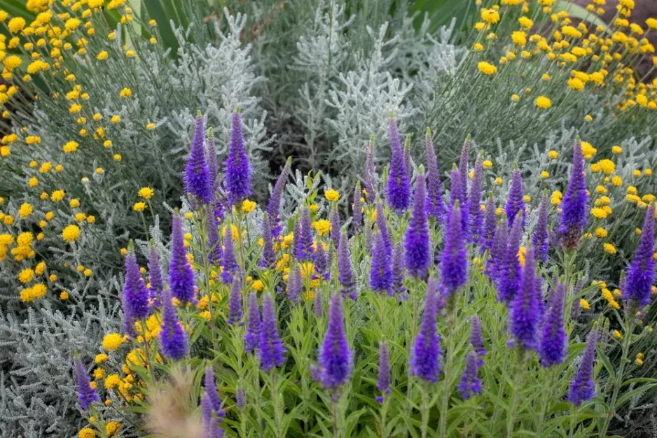 Rozrazil klasnatý (Veronica spicata) Rozrazil klasnatý (Veronica spicata)