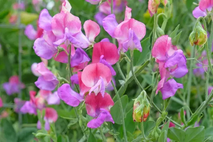 Hrachor vonný (Lathyrus odoratus) Hrachor vonný (Lathyrus odoratus)