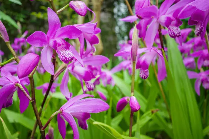 japonská orchidej (Bletilla) japonská orchidej (Bletilla)