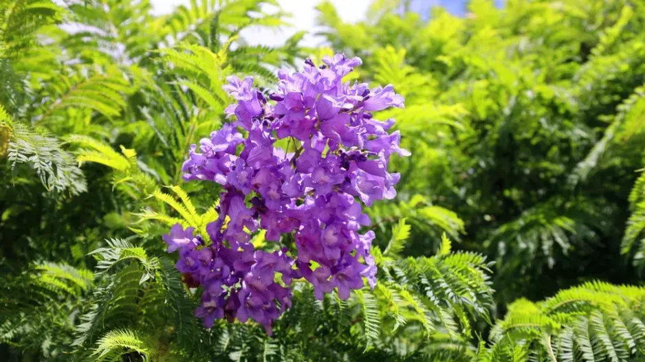 Žakaranda mimózolistá Žakaranda mimózolistá