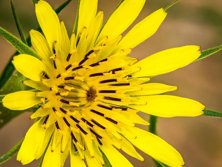 Kozí brada Kozí brada