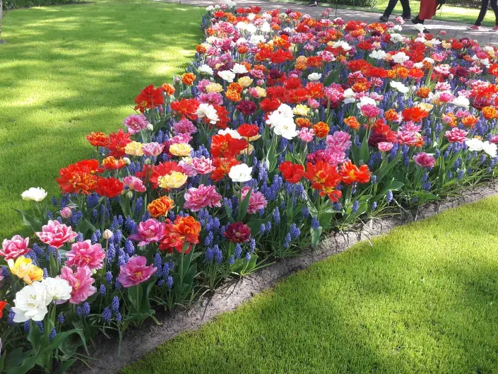 Cibuloviny jsou hlavně o barvách a tvarech Cibuloviny jsou hlavně o barvách a tvarech