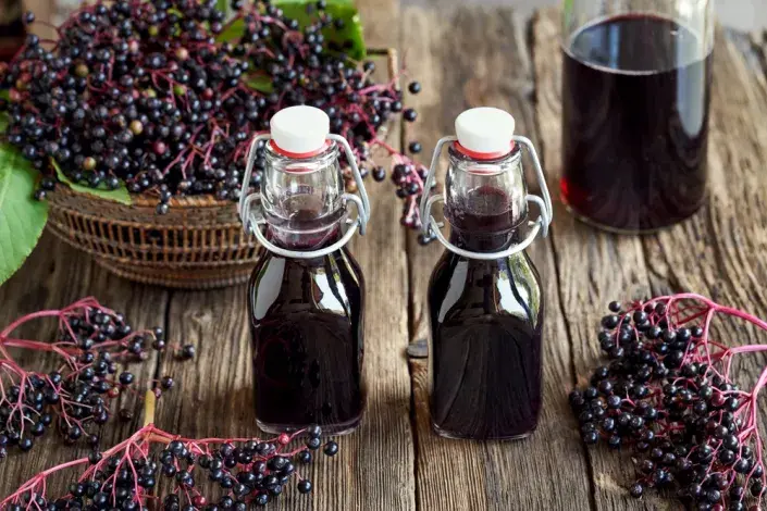 Černý bez (Sambucus nigra) Černý bez (Sambucus nigra)