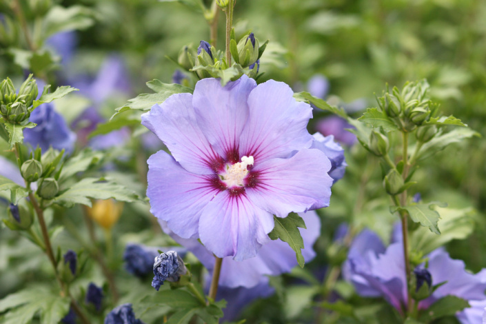 Ibišek syrský (Hibiscus syriacus)  Ibišek syrský (Hibiscus syriacus)