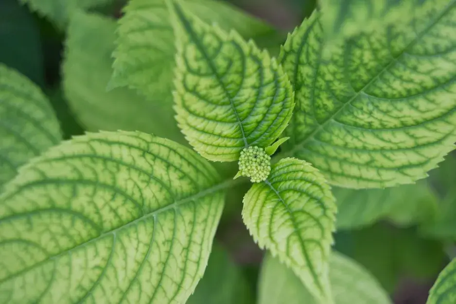 Hortenzie bez květů Hortenzie bez květů