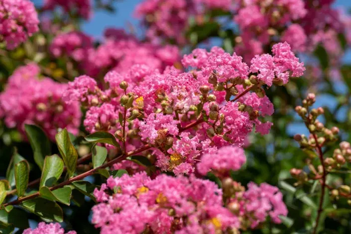 Krepová myrta neboli pukol Krepová myrta neboli pukol