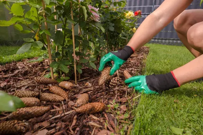 Šišky použijte k hnojení Šišky použijte k hnojení